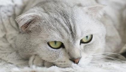 世界杯数据统计-亨特拉尔：我打算在本赛季结束之后退役