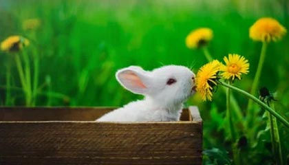 世界杯高清观看-多人感染诺如病毒 米兰冬奥会这场女子冰球比赛推迟进行